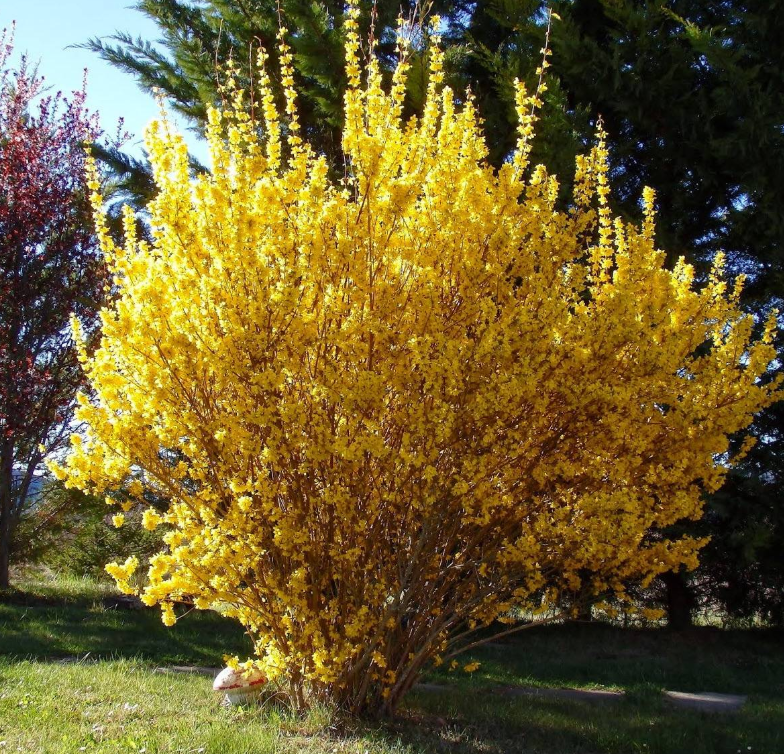 Taxus baccata Taxus baccata