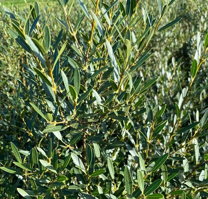 Taxus baccata