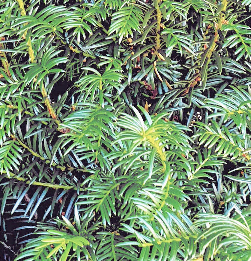 Taxus baccata