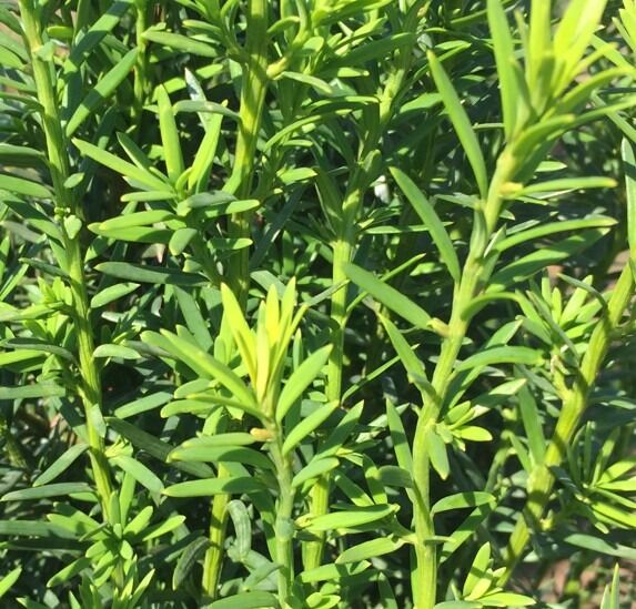 Taxus baccata