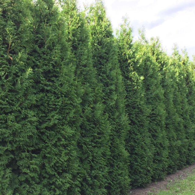 Thuja Brabant kopen