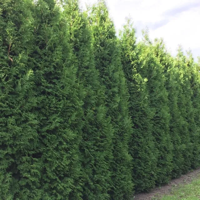 Thuja Brabant kopen Thuja Brabant kopen