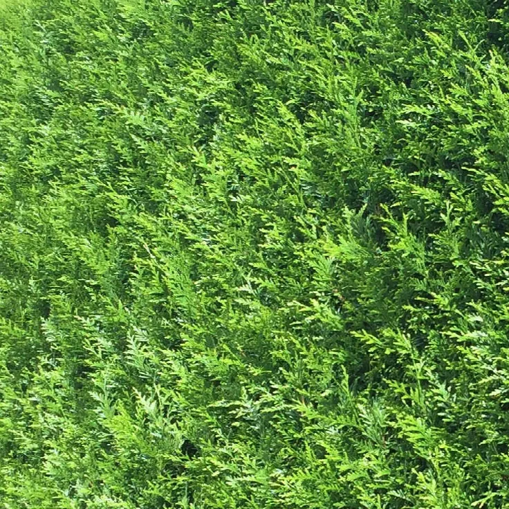 Thuja occidentalis āBrabantā Thuja occidentalis āBrabantā