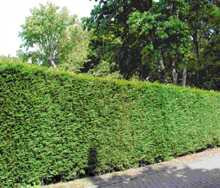 Thuja Brabant Thuja Brabant