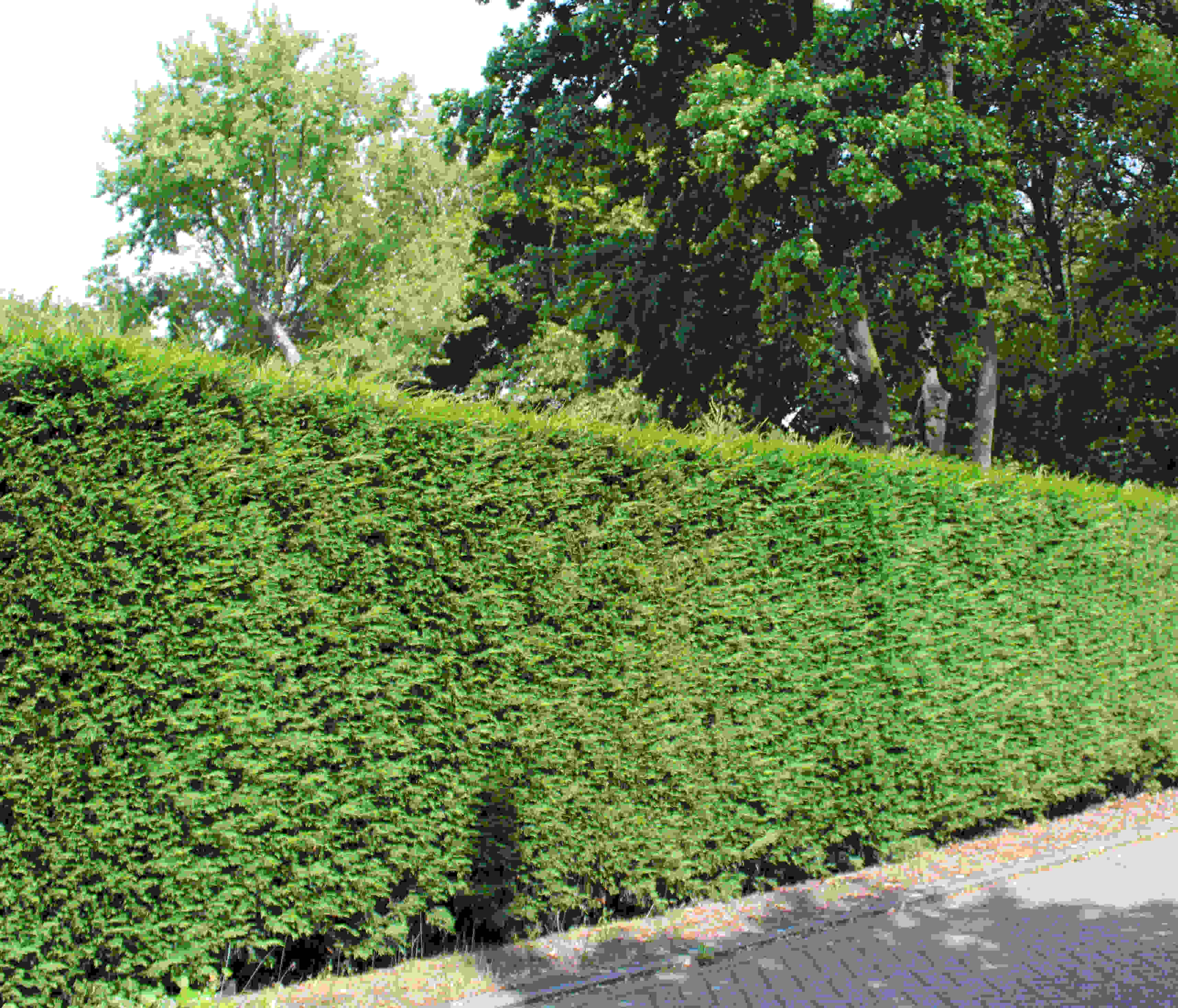 Thuja occidentalis ‘Brabant’