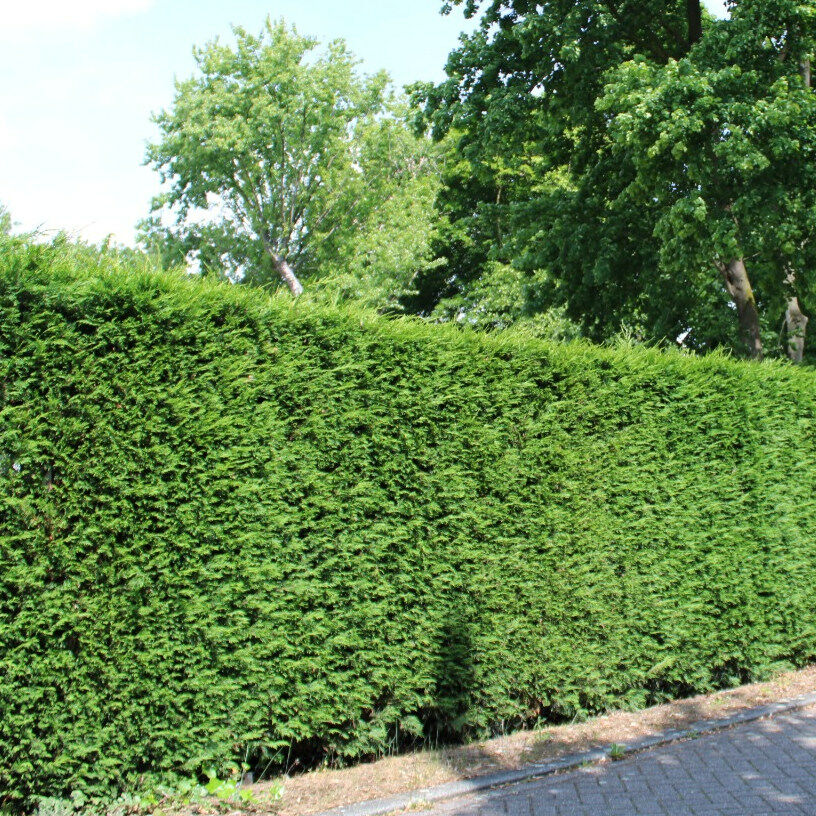 Thuja Brabant prijzen