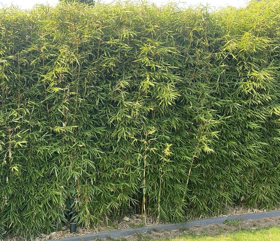 Fargesia robusta 'Campbell' Fargesia robusta 'Campbell'