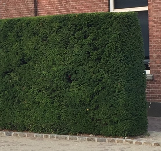 Taxus baccata Taxus baccata