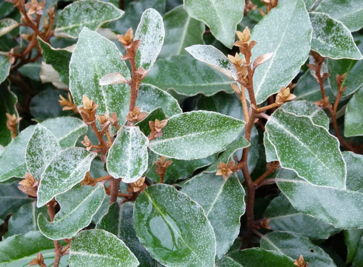 Thuja occidentalis ‘Brabant’