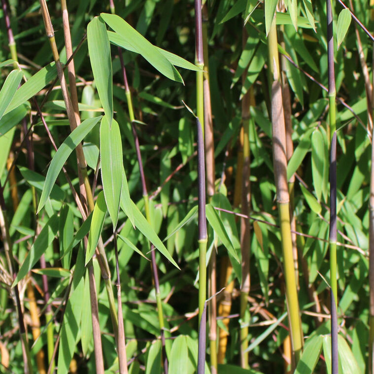 Rode bamboe