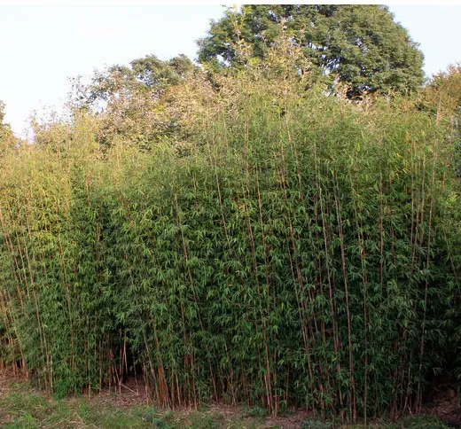 Thuja Brabant Thuja Brabant